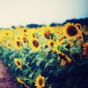 Sunflower Field screenshot #1 128x128