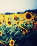 Fondo de pantalla Sunflower Field 128x160