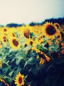 Обои Sunflower Field 132x176