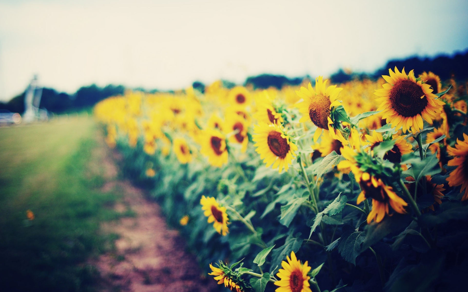 Das Sunflower Field Wallpaper 1920x1200