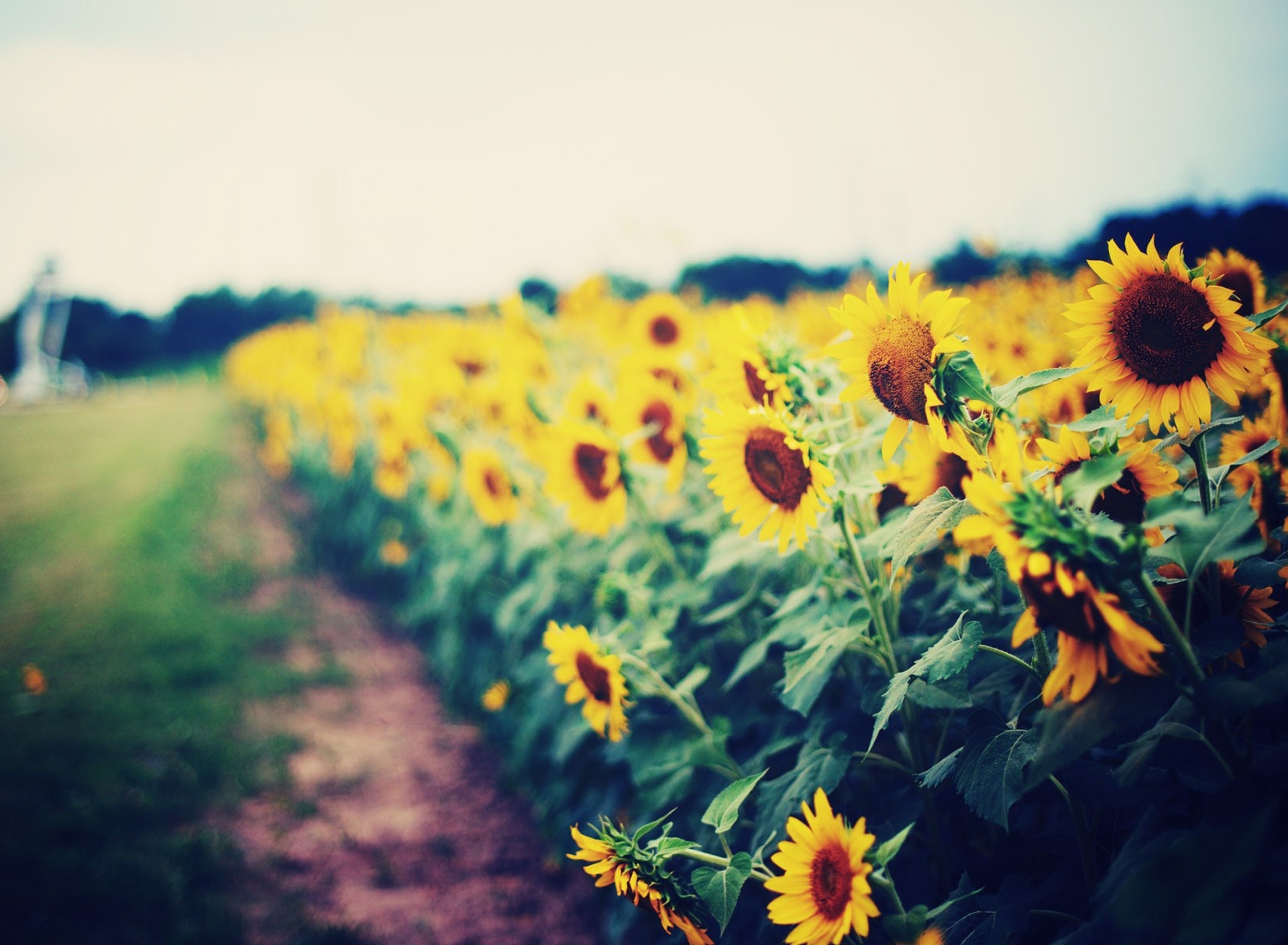 Sunflower Field screenshot #1 1920x1408
