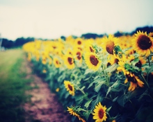 Das Sunflower Field Wallpaper 220x176