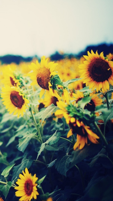 Sfondi Sunflower Field 360x640