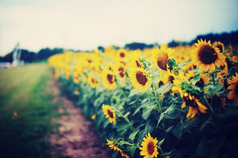 Das Sunflower Field Wallpaper 480x320
