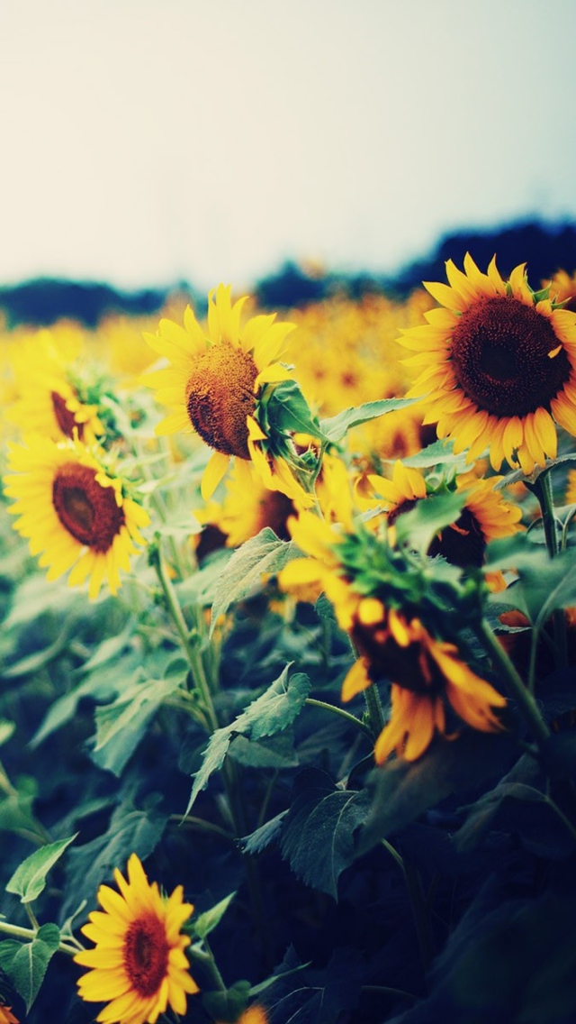 Fondo de pantalla Sunflower Field 640x1136