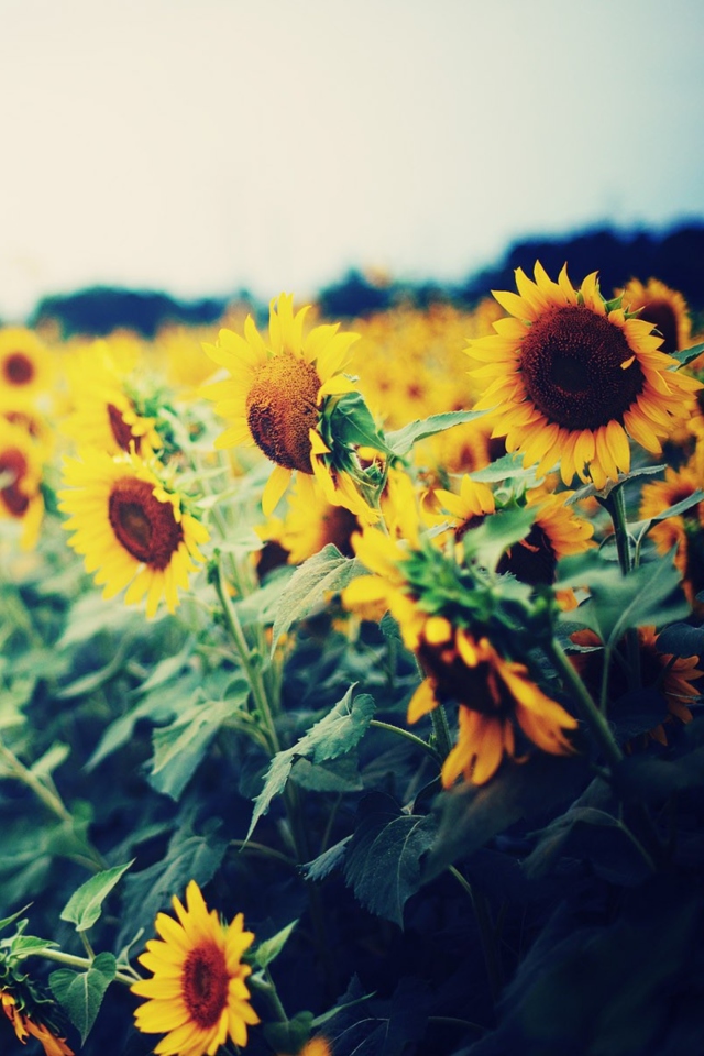 Sfondi Sunflower Field 640x960