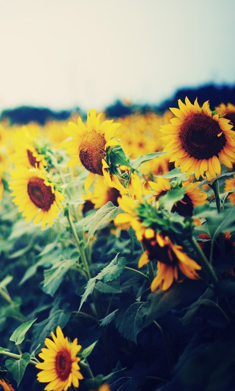 Fondo de pantalla Sunflower Field 768x1280