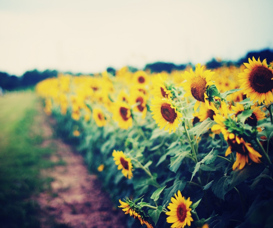 Sunflower Field screenshot #1 960x800