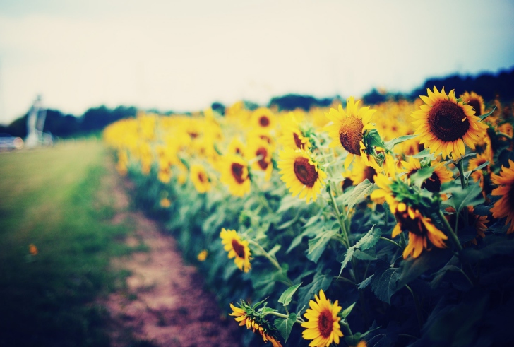 Das Sunflower Field Wallpaper