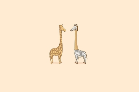 Обои Giraffe-Zebra 480x320