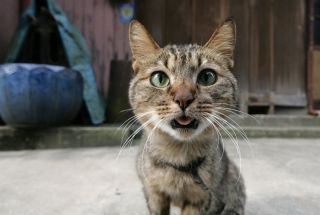 Funny Cat Close Up - Obrázkek zdarma 