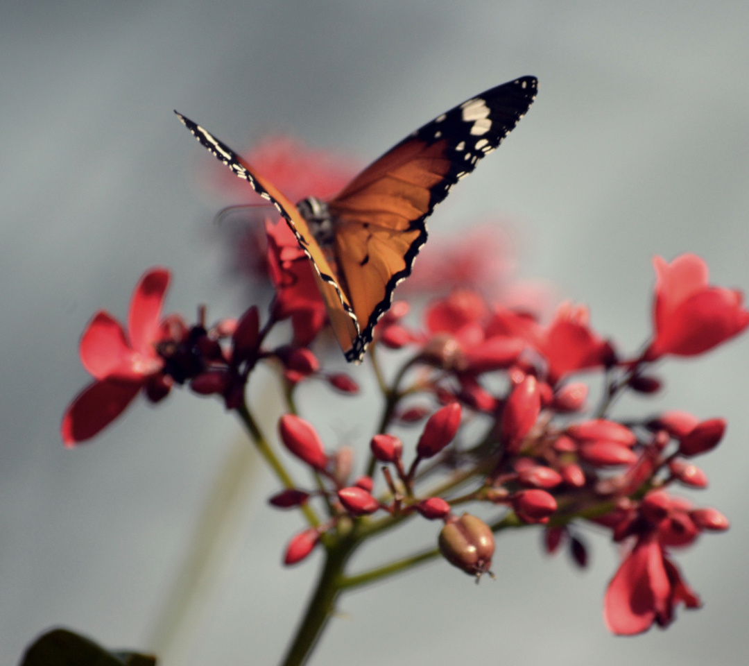 Orange Butterfly wallpaper 1080x960