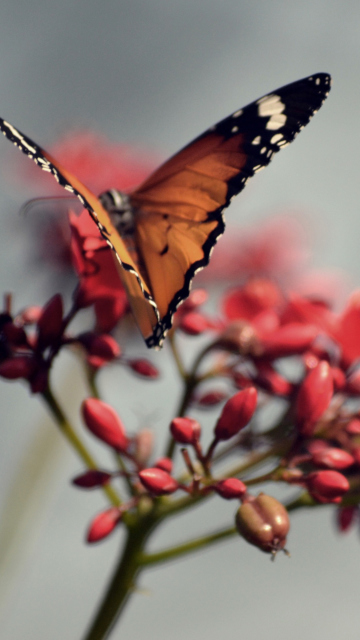 Sfondi Orange Butterfly 360x640