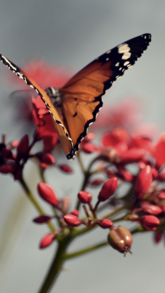 Das Orange Butterfly Wallpaper 640x1136