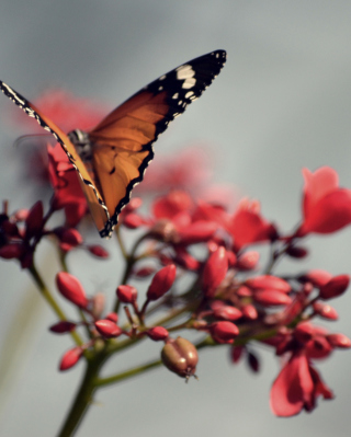 Orange Butterfly Wallpaper for HTC Titan