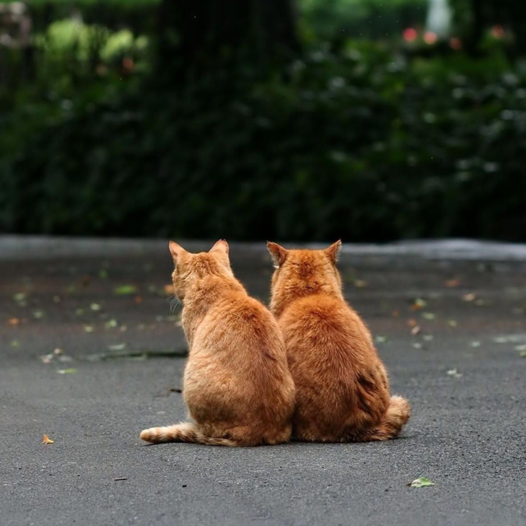 Das Two Red Cats Wallpaper 1024x1024