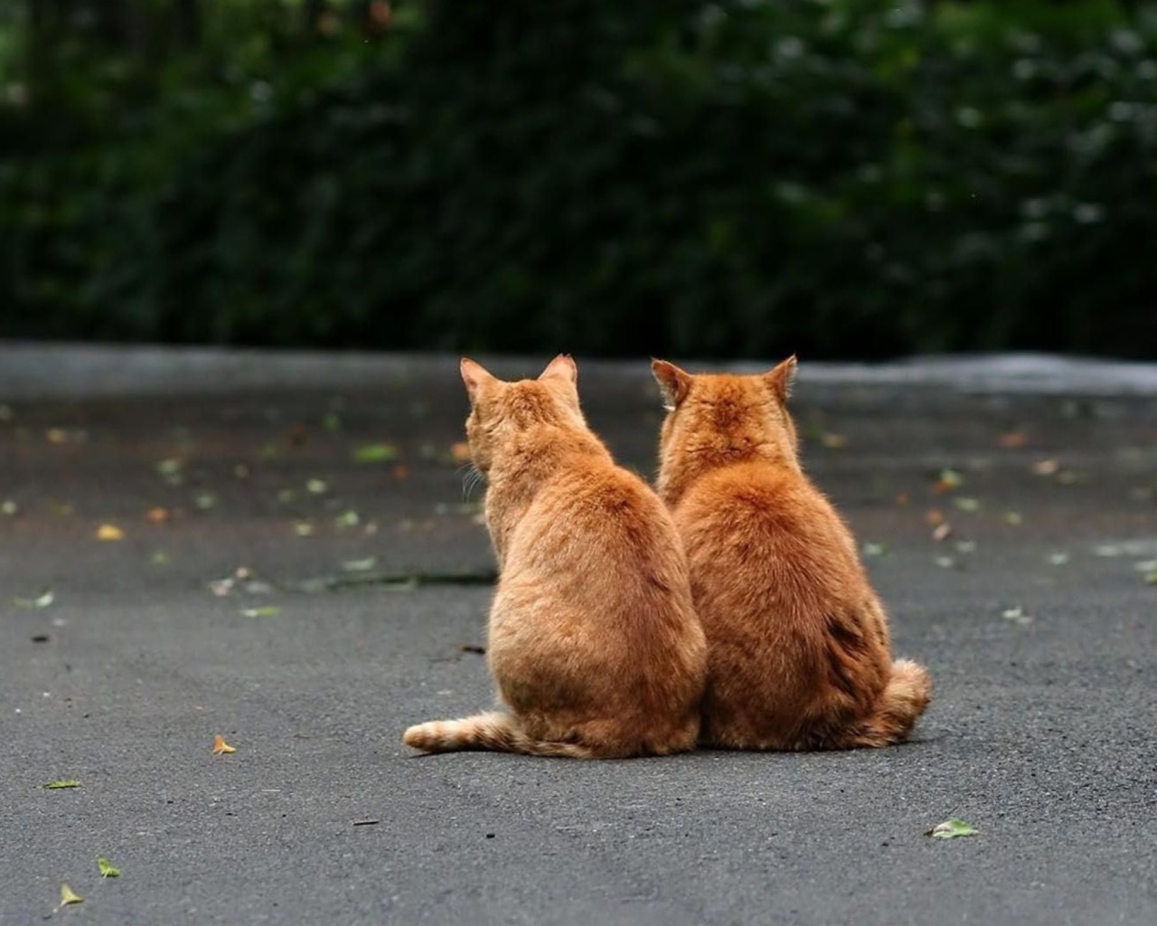 Обои Two Red Cats 1280x1024