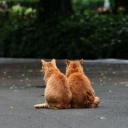 Two Red Cats wallpaper 128x128