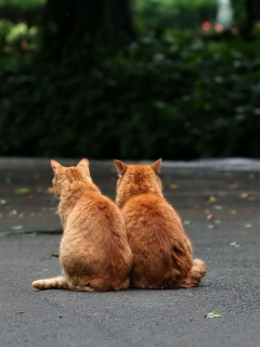 Das Two Red Cats Wallpaper 240x320