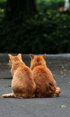 Das Two Red Cats Wallpaper 240x400