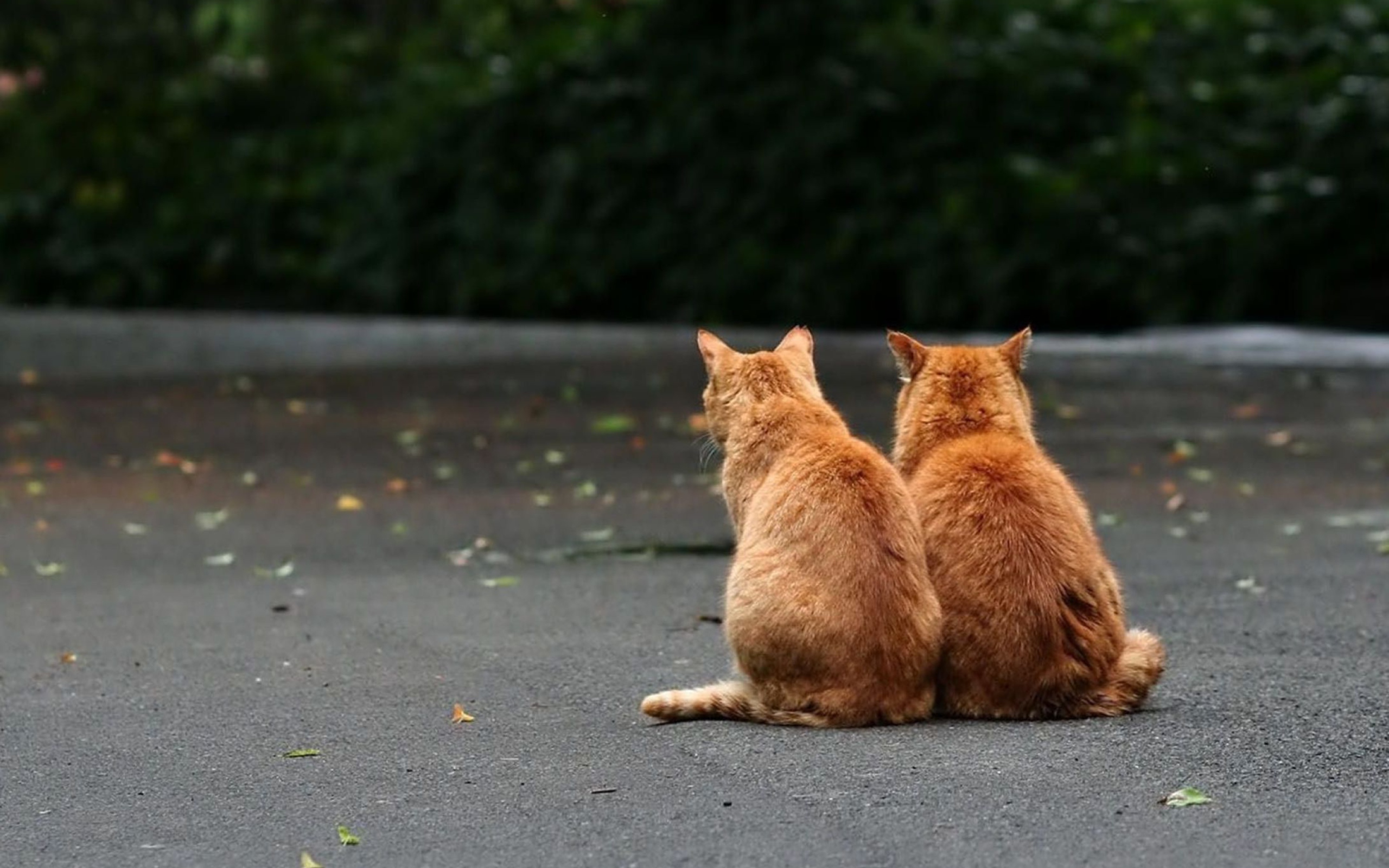 Two Red Cats wallpaper 2560x1600