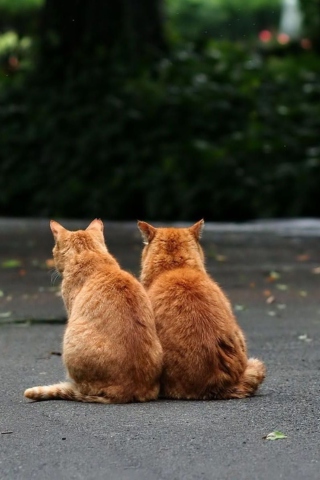 Das Two Red Cats Wallpaper 320x480