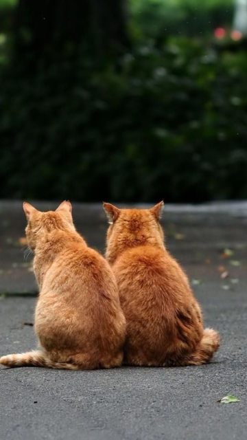 Das Two Red Cats Wallpaper 360x640