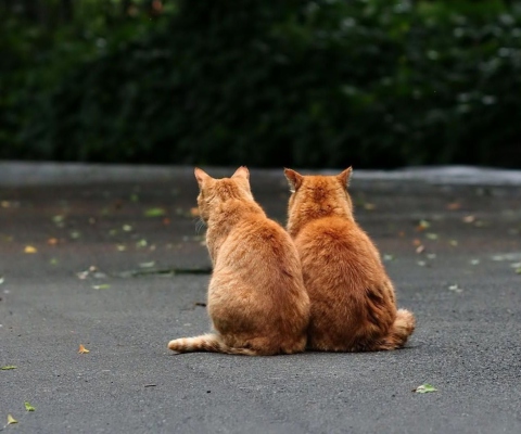 Two Red Cats wallpaper 480x400
