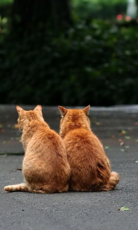 Das Two Red Cats Wallpaper 480x800
