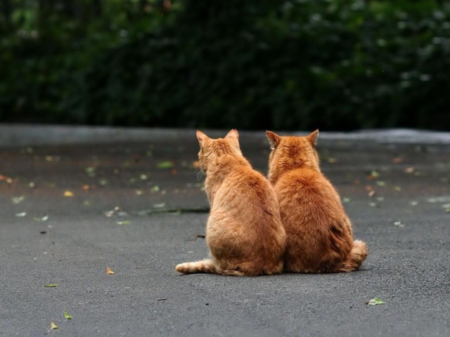Two Red Cats wallpaper 640x480