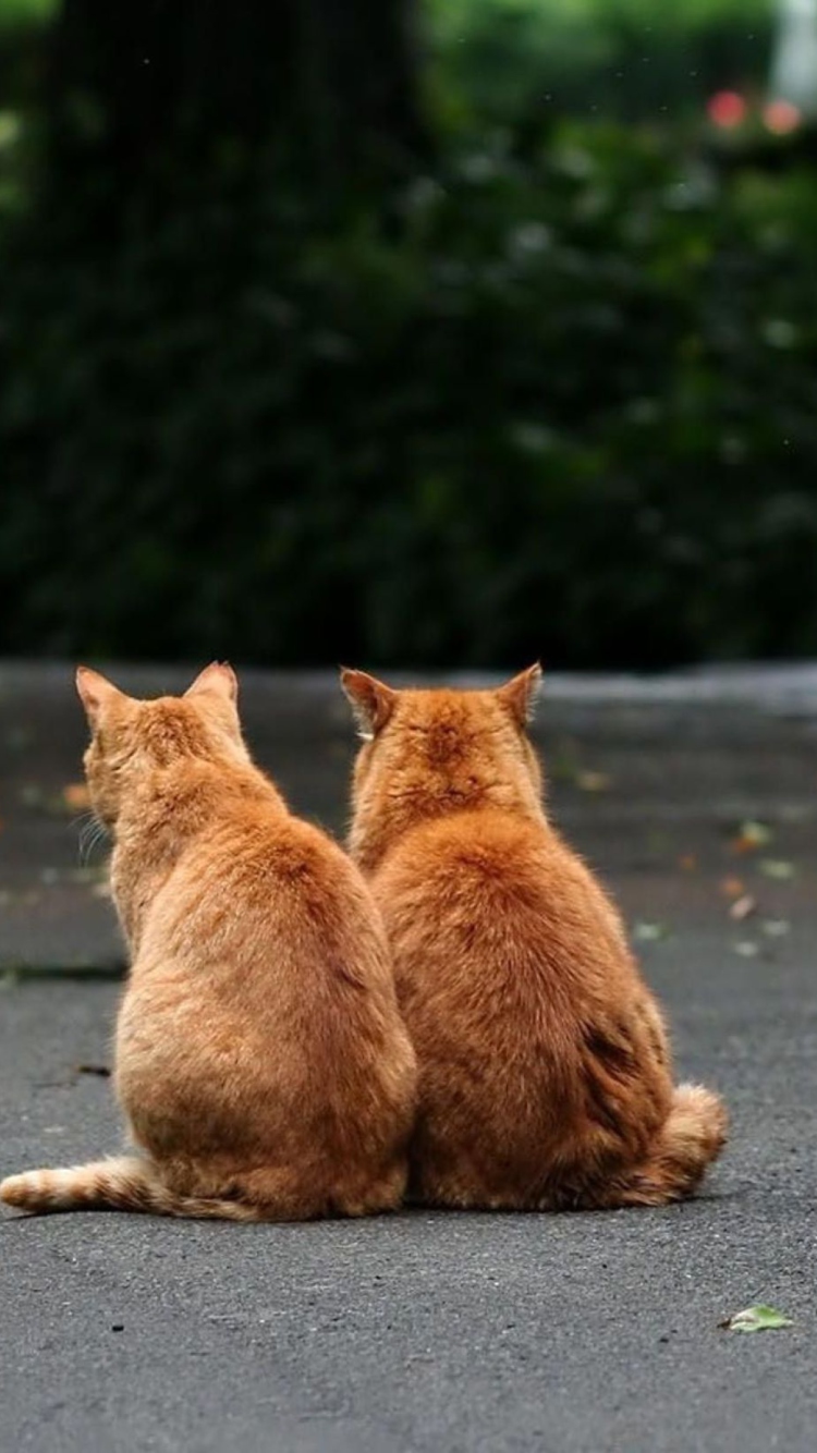Two Red Cats wallpaper 750x1334
