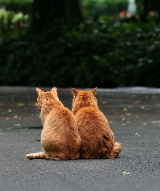 Two Red Cats - Obrázkek zdarma pro iPhone 5C