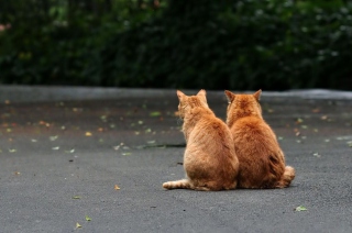 Two Red Cats - Obrázkek zdarma pro 2880x1920