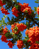 Screenshot №1 pro téma Wild Orange Berries 128x160