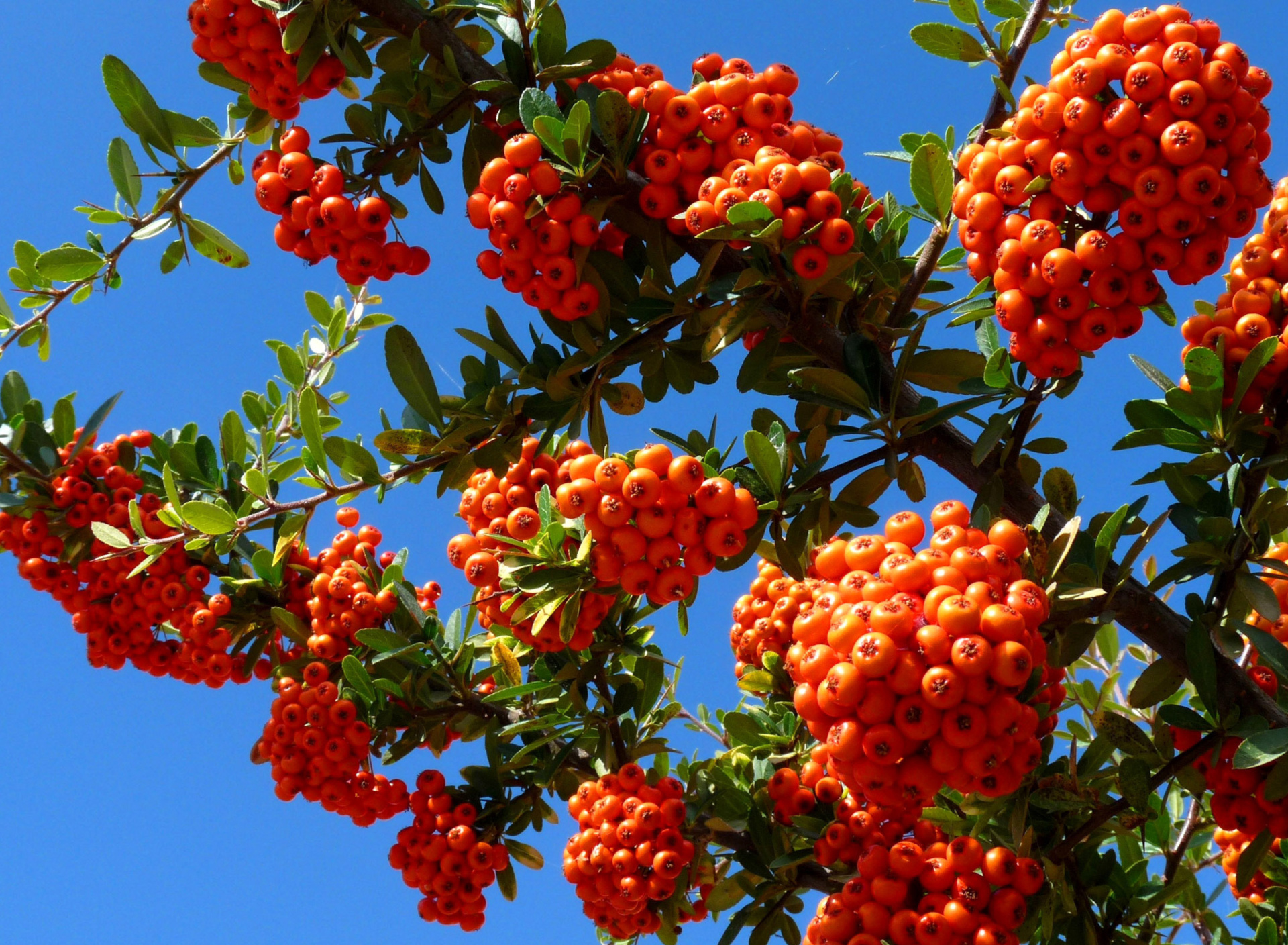 Обои Wild Orange Berries 1920x1408