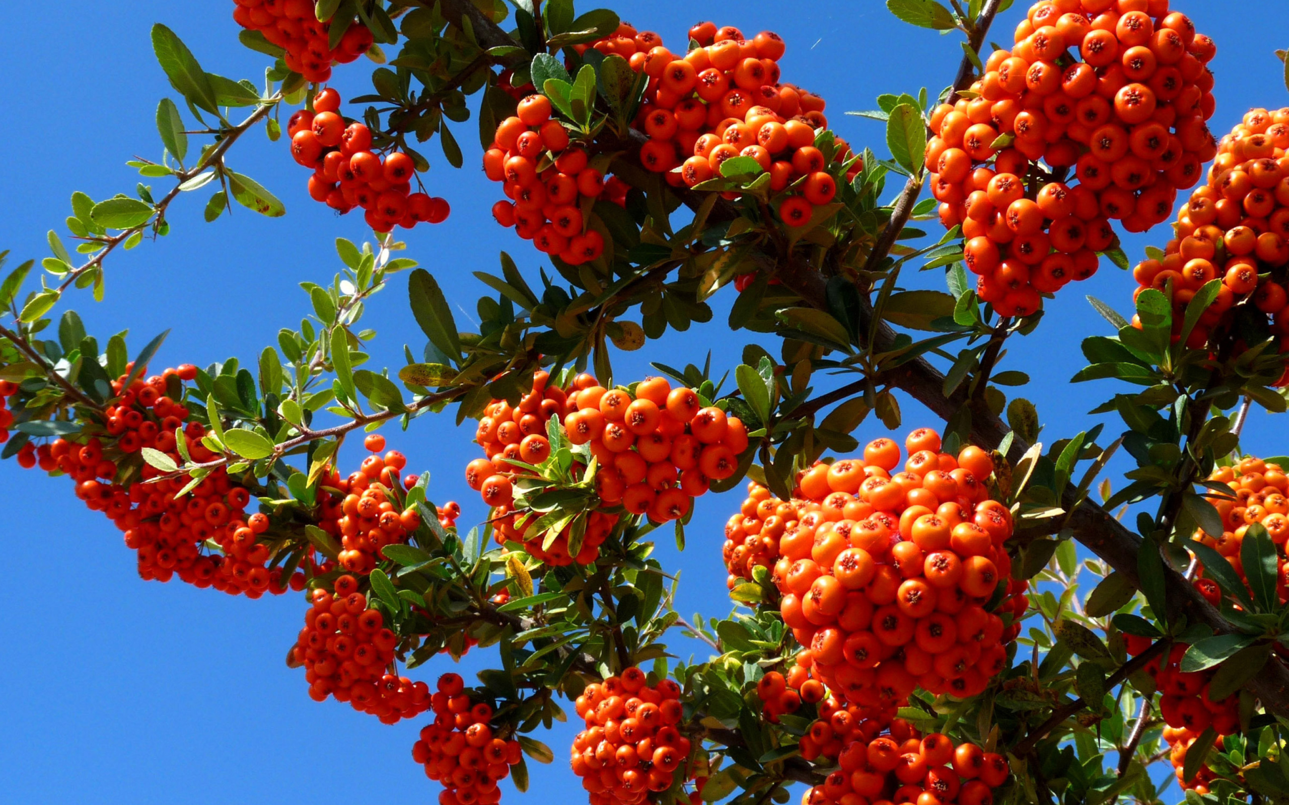 Wild Orange Berries wallpaper 2560x1600