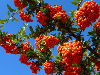 Wild Orange Berries wallpaper 320x240