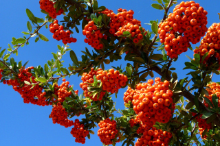 Wild Orange Berries Wallpaper for Android, iPhone and iPad