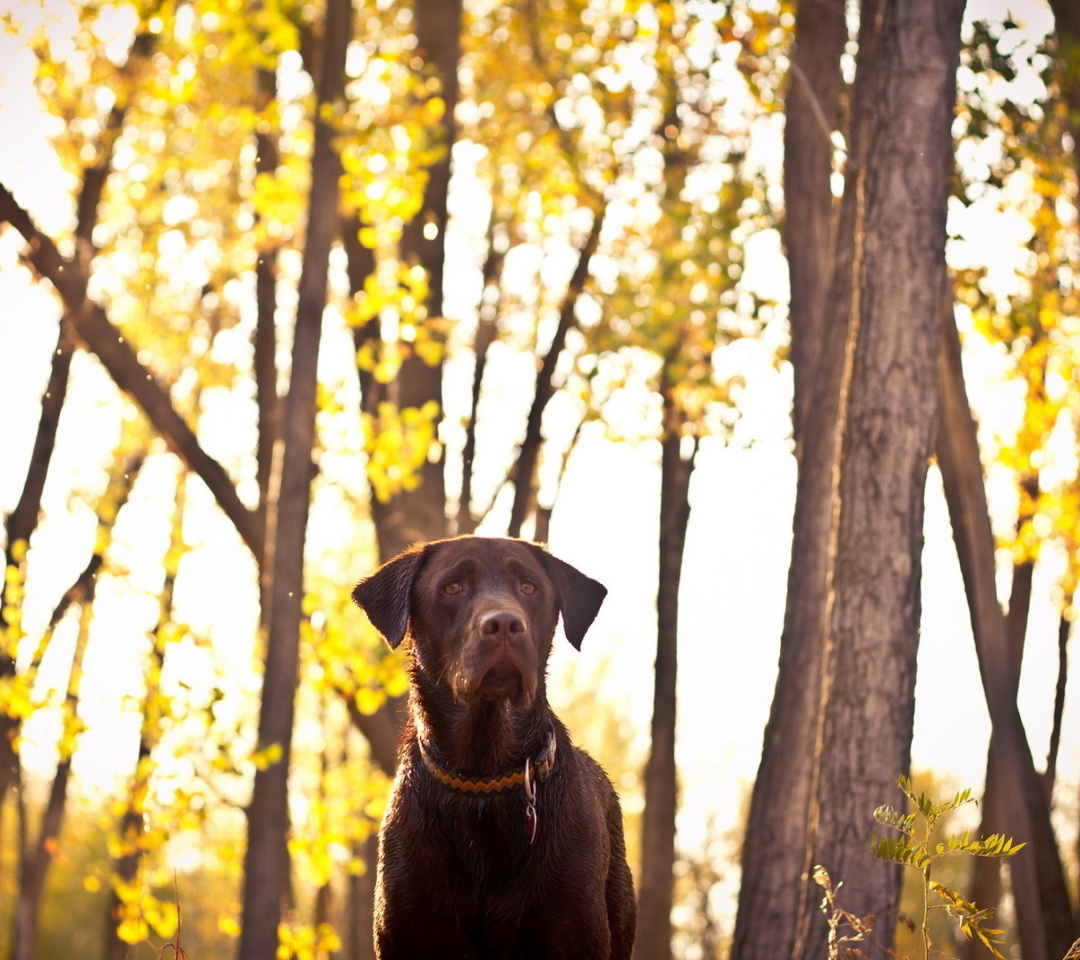 Fondo de pantalla Dog in Autumn Garden 1080x960