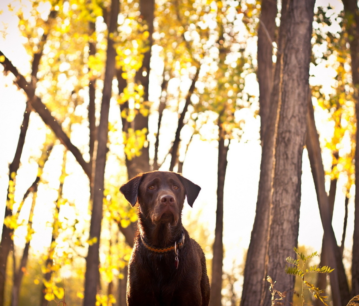 Fondo de pantalla Dog in Autumn Garden 1200x1024