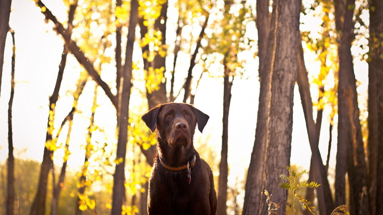 Fondo de pantalla Dog in Autumn Garden 1280x720