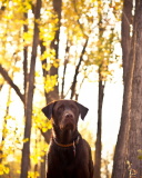 Sfondi Dog in Autumn Garden 128x160