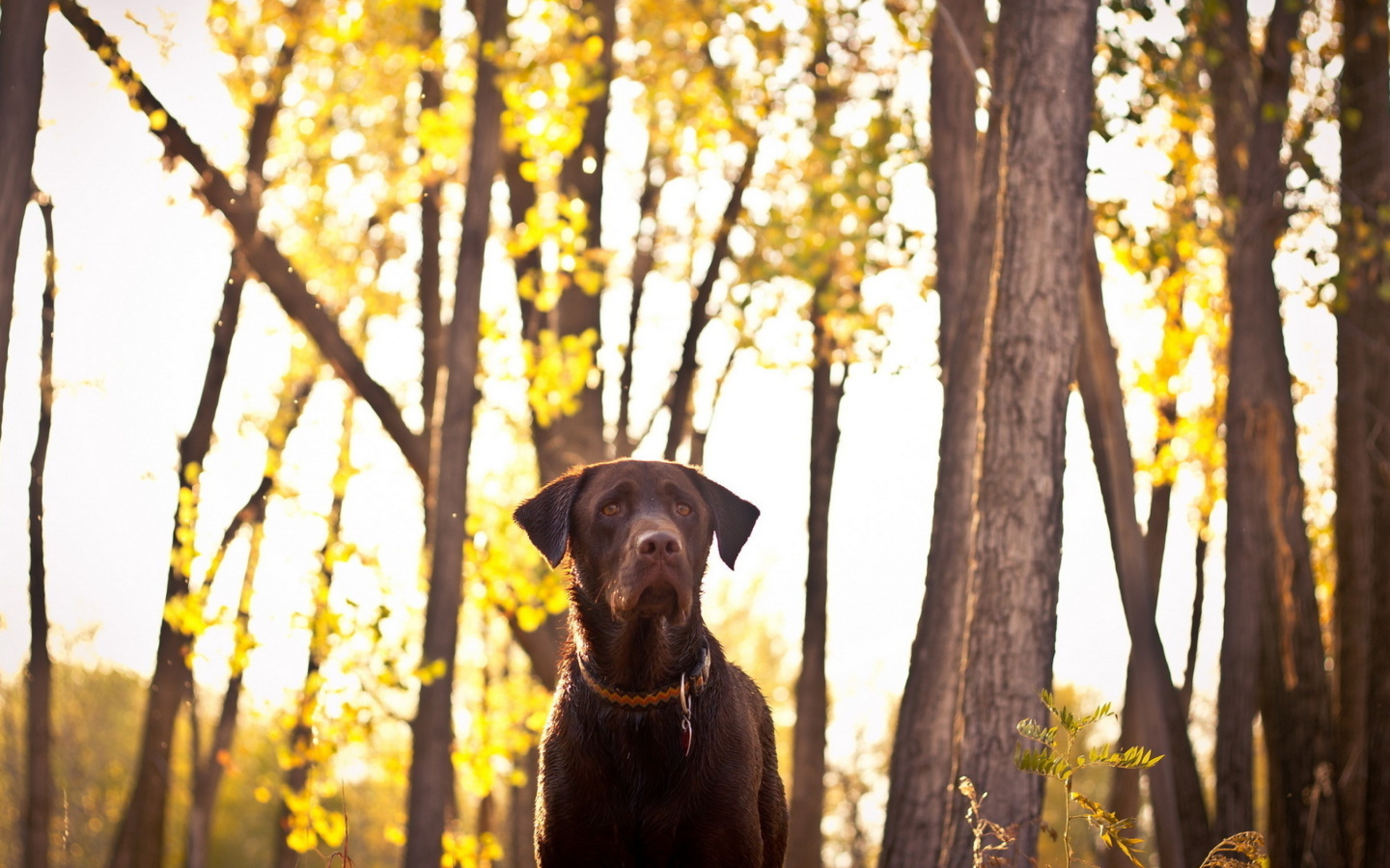 Screenshot №1 pro téma Dog in Autumn Garden 1440x900