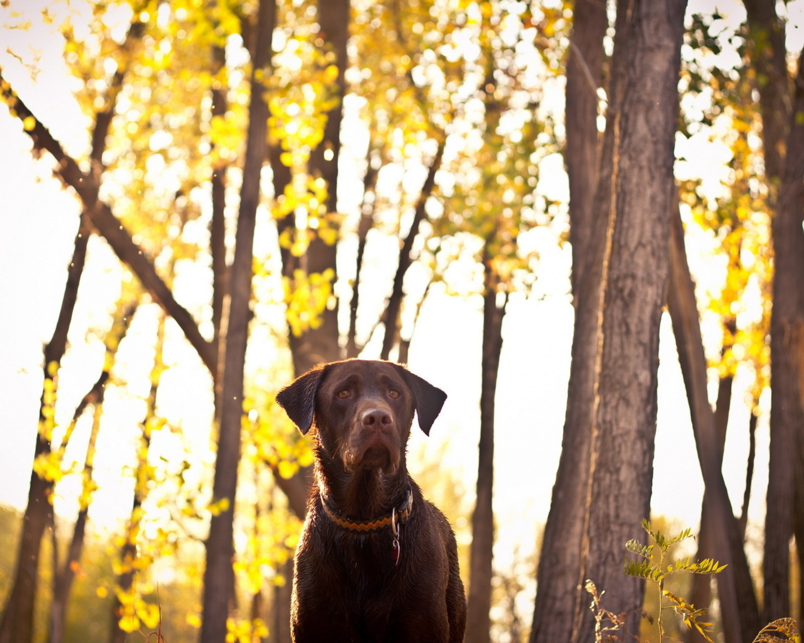 Sfondi Dog in Autumn Garden 1600x1280