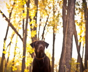 Fondo de pantalla Dog in Autumn Garden 176x144