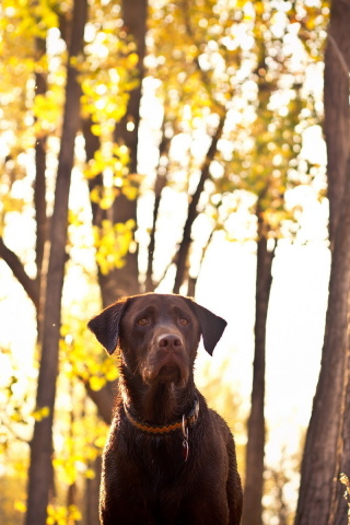 Dog in Autumn Garden screenshot #1 320x480