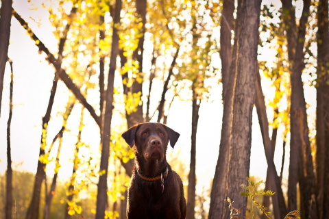 Dog in Autumn Garden screenshot #1 480x320