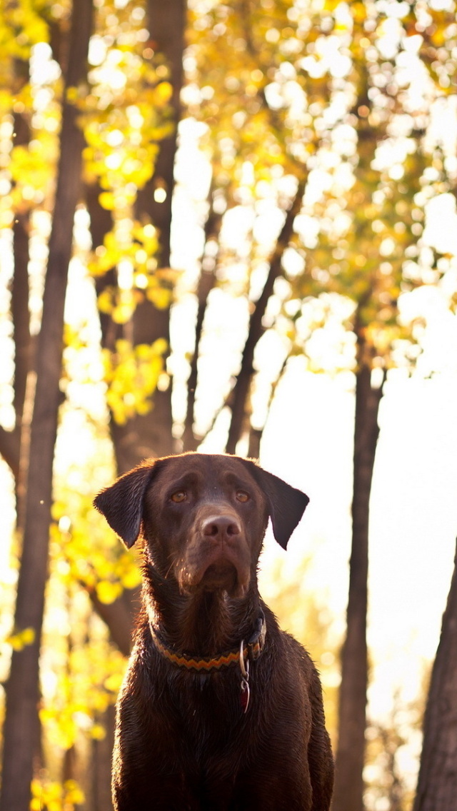 Fondo de pantalla Dog in Autumn Garden 640x1136