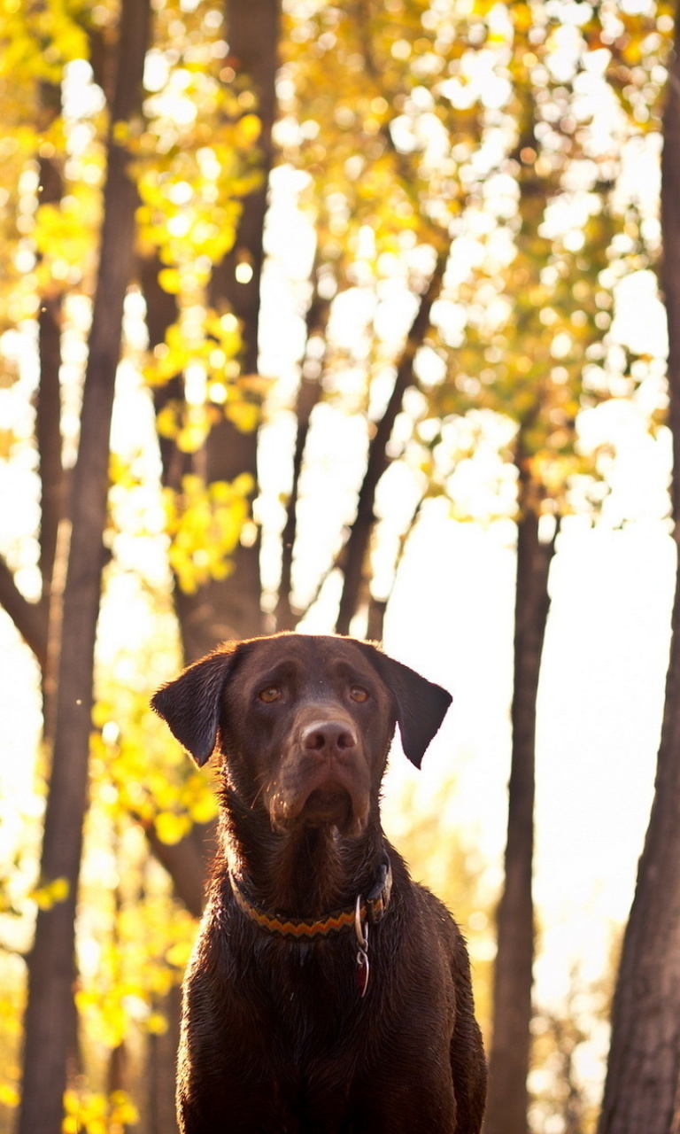 Sfondi Dog in Autumn Garden 768x1280