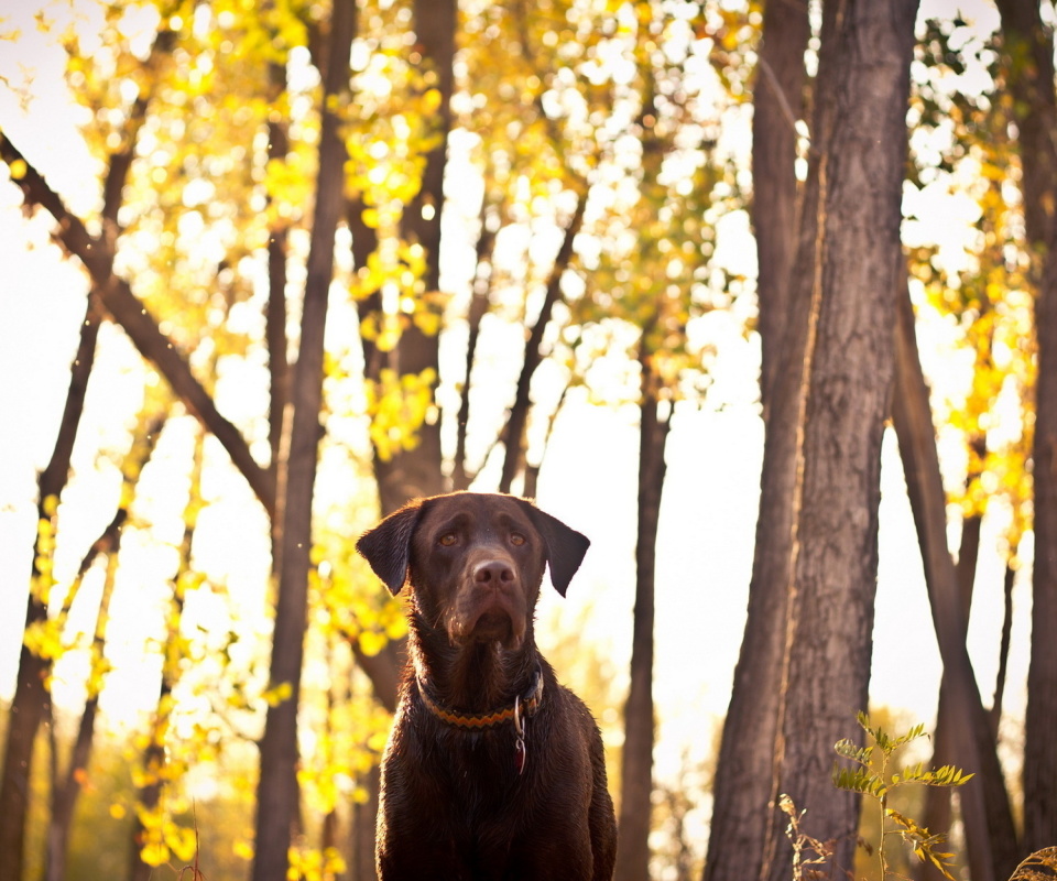 Обои Dog in Autumn Garden 960x800